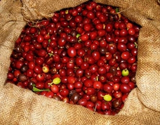 5-amazing-facts-farm-sack-o-cherries.jpg