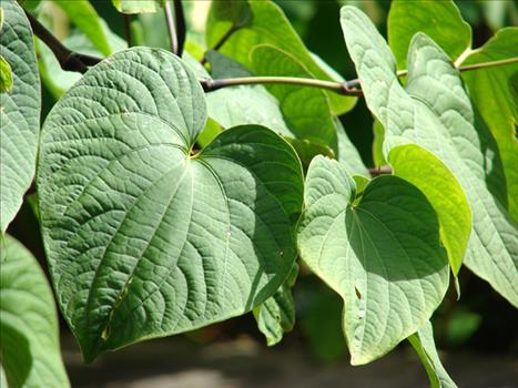 Kava: An Introduction To The Herb